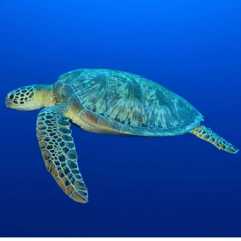 Costa Rica Sea Turtle Conservation