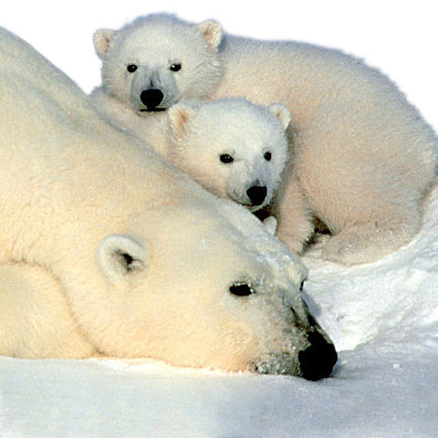 Adopt a Polar Bear (Beta Beta Beta)