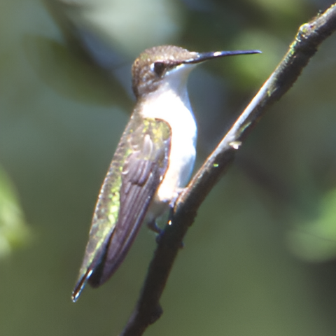Help a Hummingbird