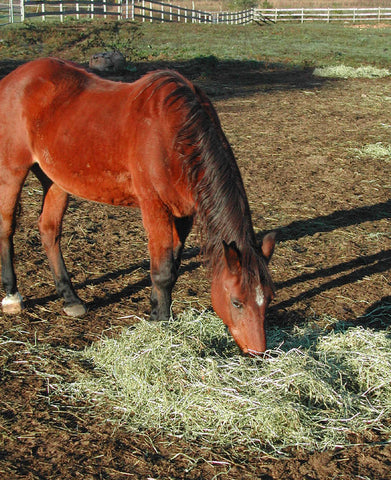 Give a gift that matters: a donation in your friend's name. This gift will buy a bale of hay which will provide a source of primary nutrition for a horse. Hay i