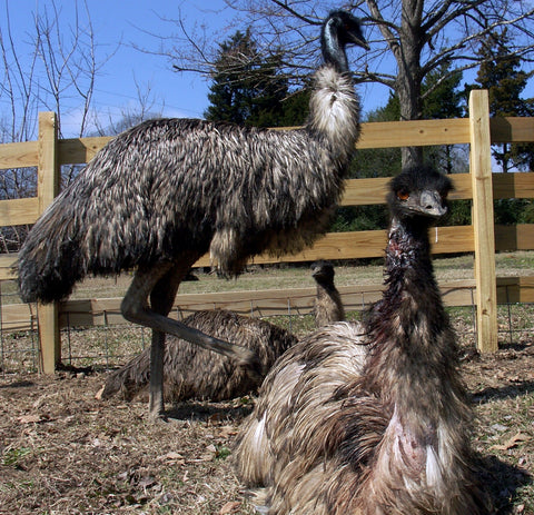Give a gift that matters: a donation in your friend's name. Your gift will feed Ivan or one of the other rescued emus at Project Hope. Because each emu consumes
