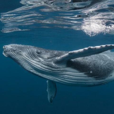 Help Save the Whales