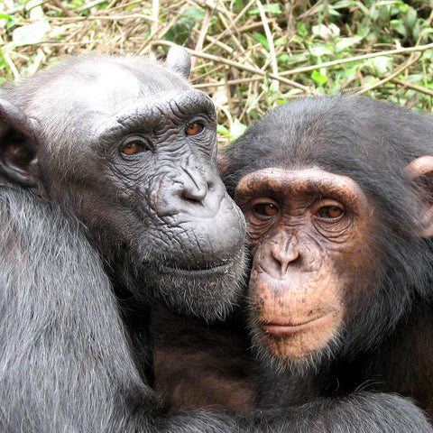 Give a gift that matters: a donation in your friend's name. This gift will provide three days worth of bananas for the chimpanzees at Sanaga-Yong Chimpanzee Res