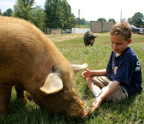 Give a gift that matters: a donation in your friend's name. Your gift will provide the rescued pigs with their absolute favorite food. As soon as the pigs see D