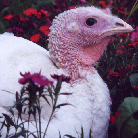Give a gift that matters: a donation in your friend's name. Your gift will provide one month of care for a rescued turkey.  By sponsoring a farm animal, you can