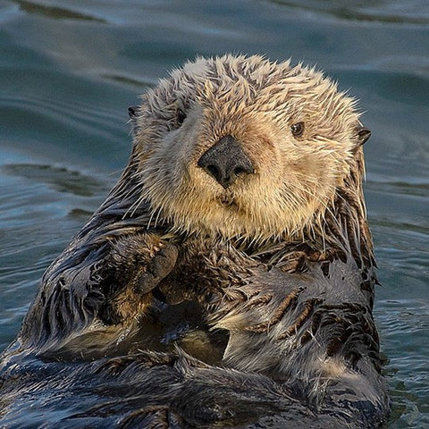 Adopt A Sea Otter