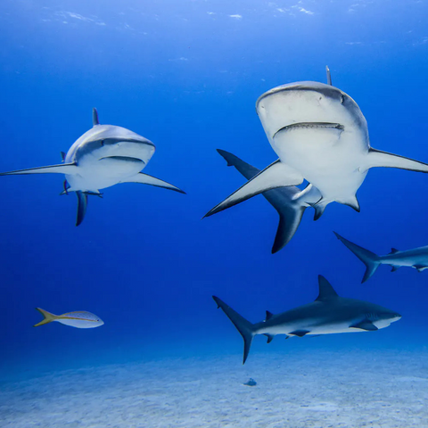 Protect the Sharks and Rays